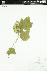 Acer spicatum image