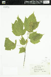 Acer spicatum image