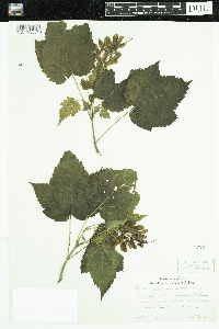 Acer spicatum image