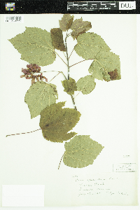 Acer spicatum image