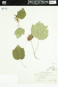 Acer spicatum image
