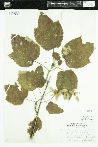 Acer spicatum image