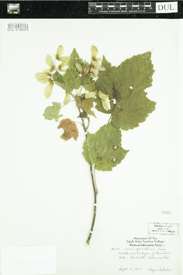 Acer spicatum image