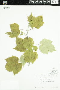 Acer spicatum image