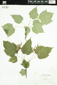 Acer spicatum image