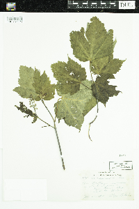 Acer spicatum image