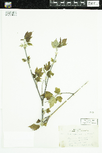 Acer spicatum image