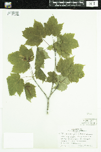 Acer spicatum image