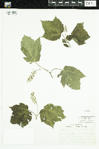 Acer spicatum image