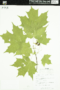 Acer saccharum image