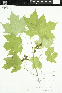 Acer saccharum image