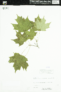 Acer saccharum image