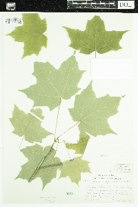 Acer saccharum image
