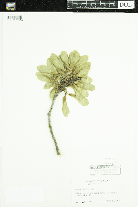 Acer saccharum image