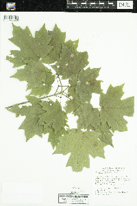 Acer saccharum image