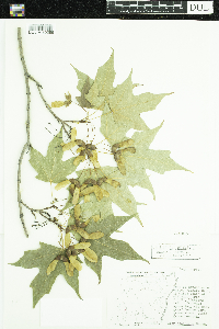 Acer saccharum image