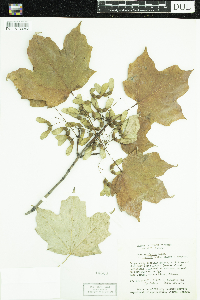 Media resource of Acer saccharum
