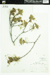 Acer saccharum image