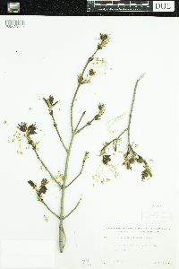Acer saccharum image