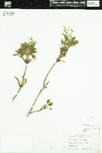 Acer saccharum image