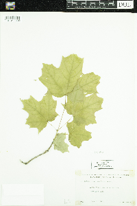 Acer saccharum image