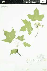 Acer saccharum image