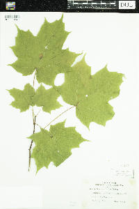 Acer saccharum image