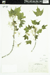 Acer saccharum image