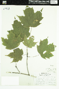 Acer saccharum image