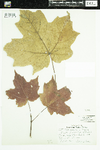 Acer saccharum image