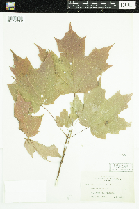Acer saccharum image