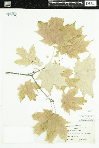 Acer saccharum image