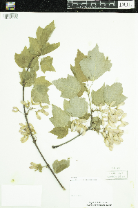 Acer rubrum image