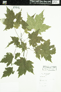 Acer rubrum image