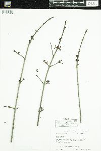 Acer rubrum image