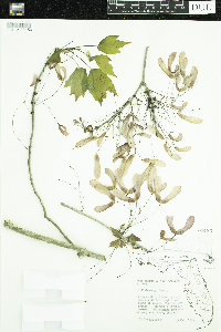 Media resource of Acer rubrum