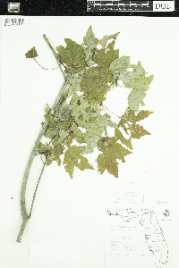 Acer rubrum image