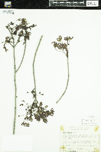 Acer rubrum image