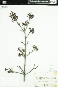 Acer rubrum image