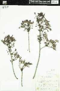 Acer rubrum image