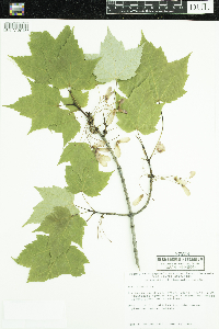 Acer rubrum image