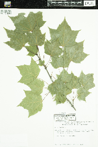 Acer rubrum image