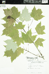 Acer rubrum image