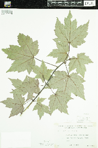 Acer rubrum image
