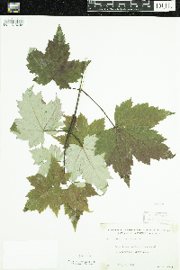 Acer rubrum image
