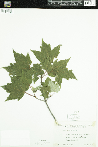 Acer rubrum image