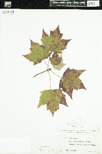 Acer rubrum image