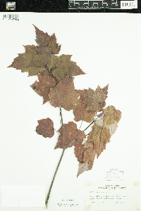 Acer rubrum image