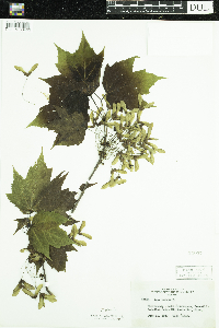 Acer rubrum image