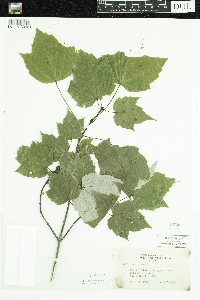 Acer rubrum image